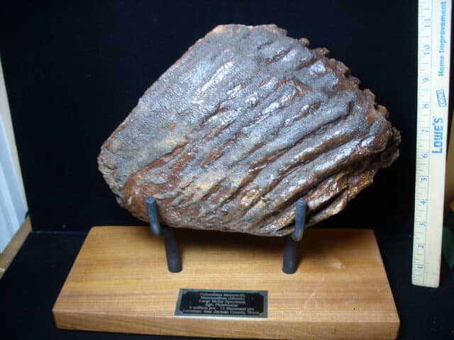 Fossilized Mammoth Molar (121324k)