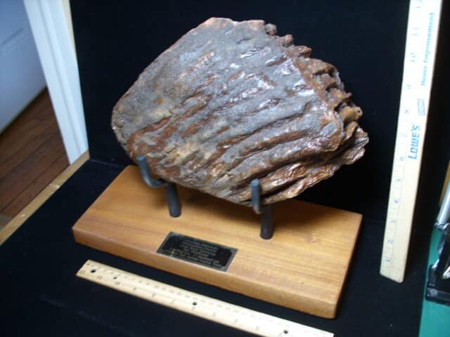 Fossilized Mammoth Molar (121324k) - Image 3