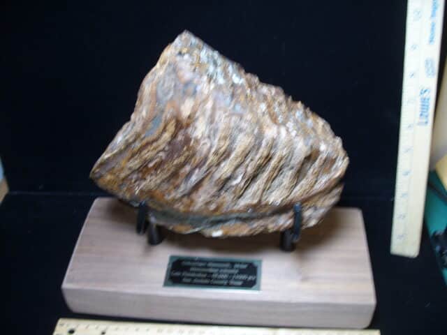 Fossilized Mammoth Molar (121324m)