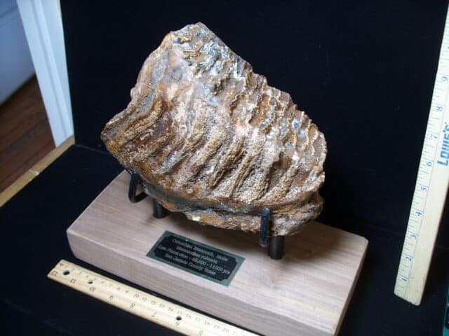 Fossilized Mammoth Molar (121324m) - Image 2