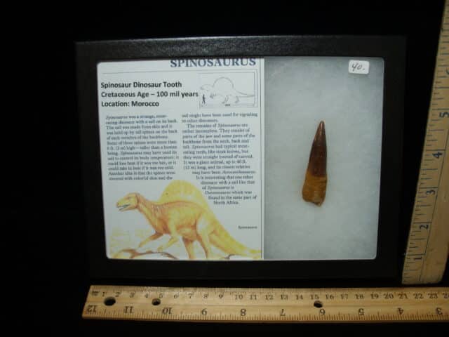 Authentic Spinosaurus Dinosaur Tooth (010725a)