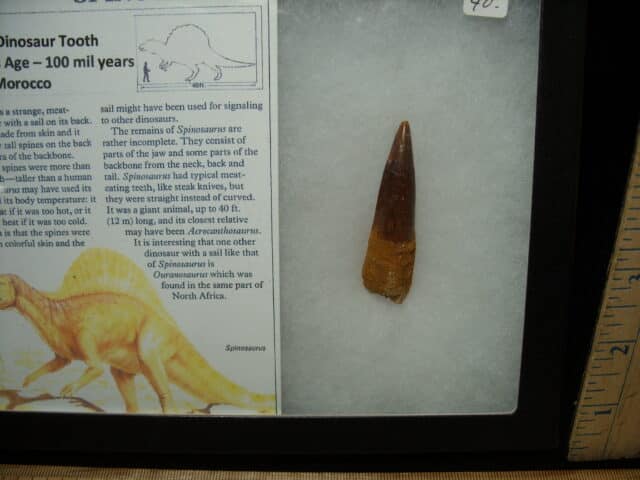 Authentic Spinosaurus Dinosaur Tooth (010725a) - Image 2