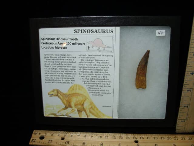 Authentic Spinosaurus Dinosaur Tooth (010725b)