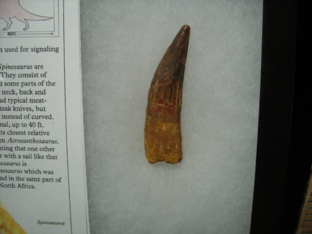 Authentic Spinosaurus Dinosaur Tooth (010725b) - Image 2