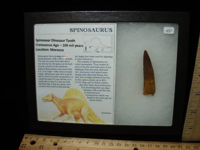 Authentic Spinosaurus Dinosaur Tooth (010725c)