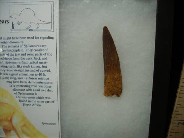 Authentic Spinosaurus Dinosaur Tooth (010725c) - Image 2