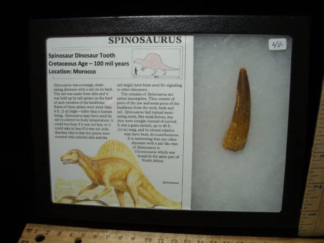 Authentic Spinosaurus Dinosaur Tooth (010725d)