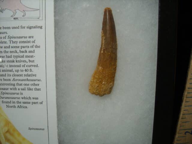 Authentic Spinosaurus Dinosaur Tooth (010725d) - Image 2