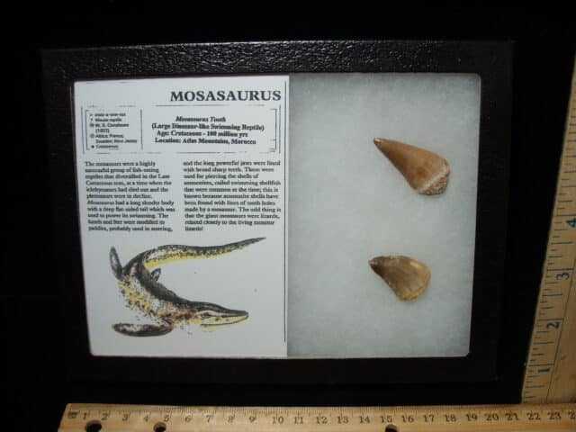 Mosasaur Teeth (010725e)