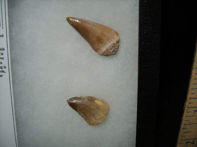 Mosasaur Teeth (010725e) - Image 3