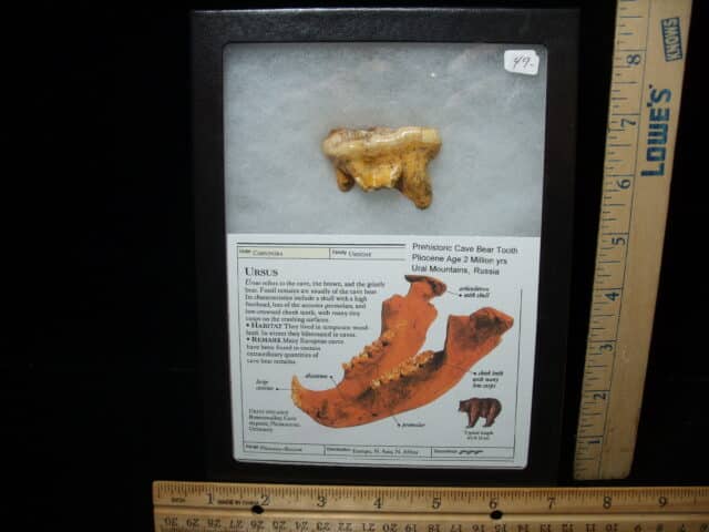 Fossilized Cave Bear Molar (050224g)