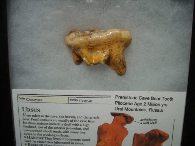 Fossilized Cave Bear Molar (050224g) - Image 2