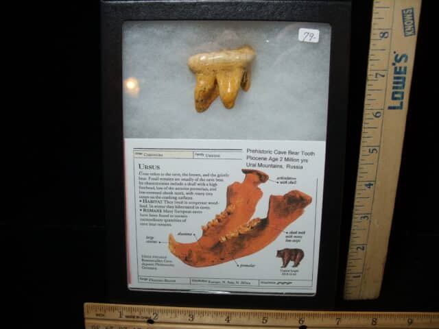 Fossilized Cave Bear Molar (050224h)