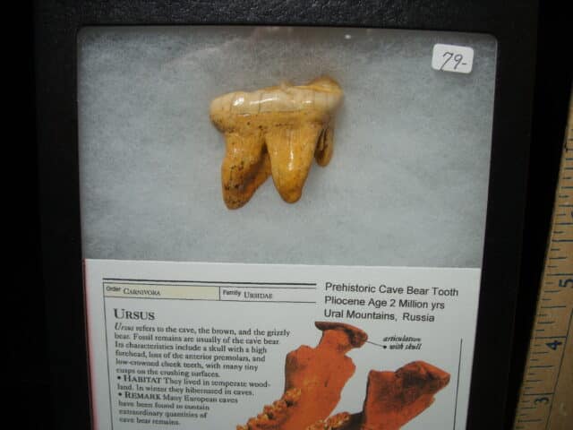 Fossilized Cave Bear Molar (050224h) - Image 2