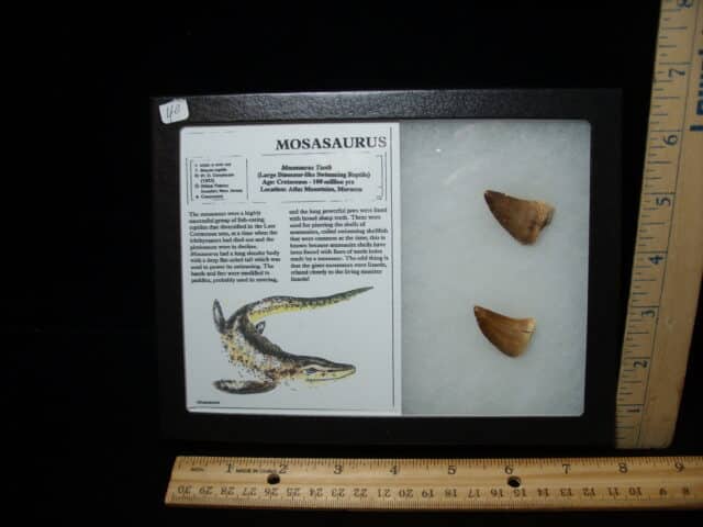 Mosasaur Teeth (010725j)