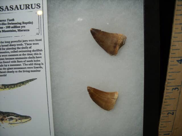 Mosasaur Teeth (010725j) - Image 3