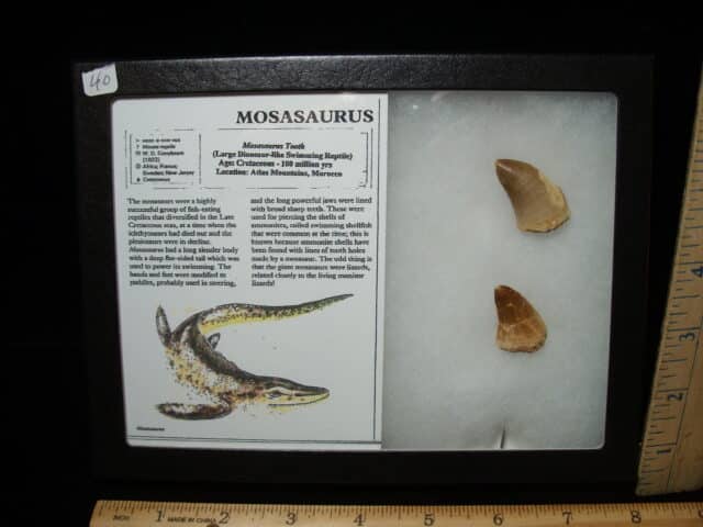 Mosasaur Teeth (010725k)