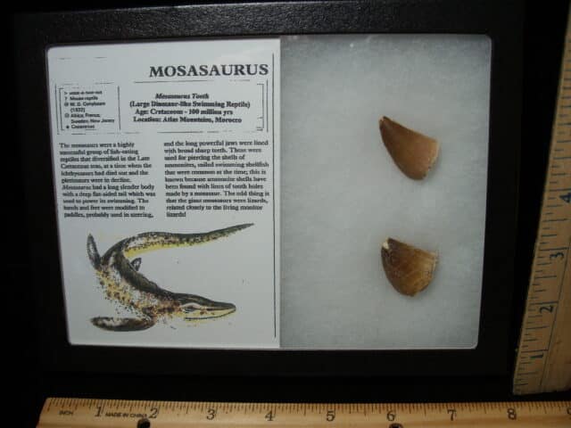 Mosasaur Teeth (010725m)