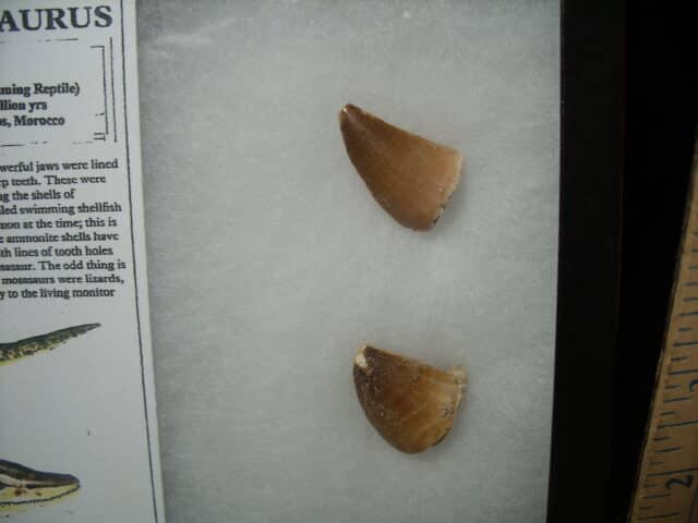 Mosasaur Teeth (010725m) - Image 3