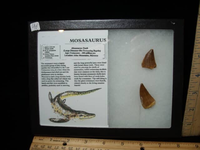 Mosasaur Teeth (010725n)