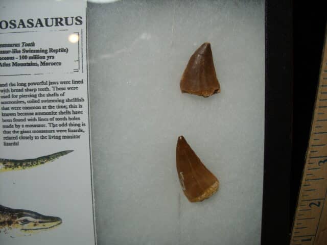 Mosasaur Teeth (010725n) - Image 3