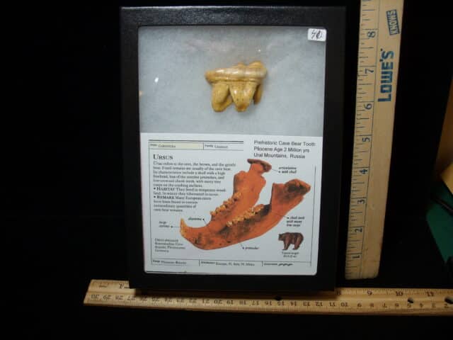 Fossilized Cave Bear Molar (050224p)