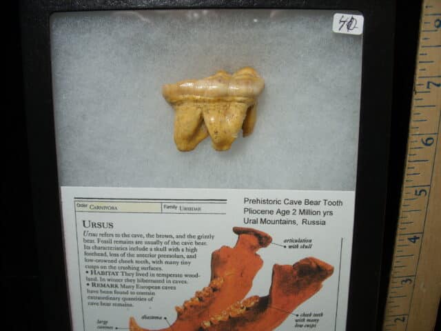 Fossilized Cave Bear Molar (050224p) - Image 2