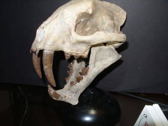 Large Adult Saber Tooth Cat Skull  (012625a)