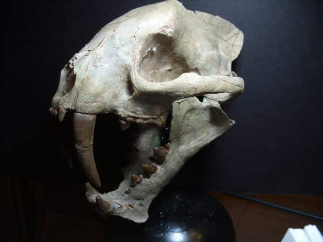 Large Adult Saber Tooth Cat Skull  (012625a) - Image 2