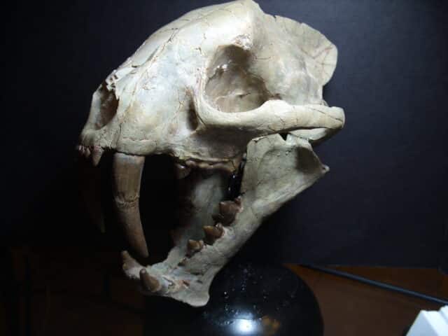 Large Adult Saber Tooth Cat Skull  (012625a) - Image 4