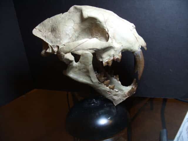 Large Adult Saber Tooth Cat Skull  (012625a) - Image 3