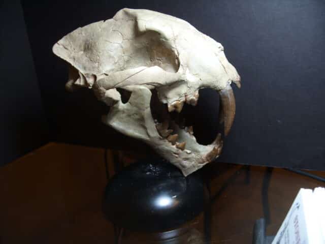 Large Adult Saber Tooth Cat Skull  (012625a) - Image 5