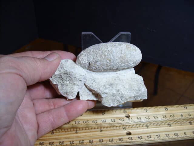 Fossil Crocodile Egg (012725e)