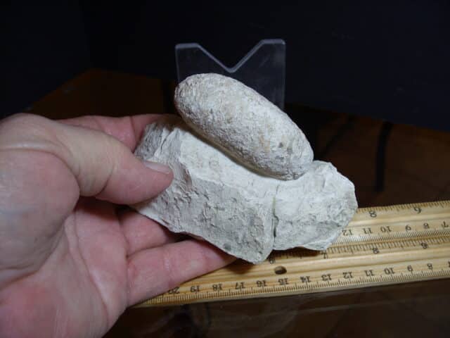 Fossil Crocodile Egg (012725e) - Image 2