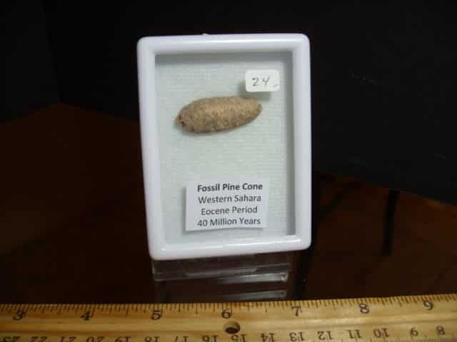 Fossilized  Pararaucaria Cone (012725k)