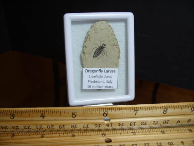 Fossilized  Dragonfly Larvae   (012725n)