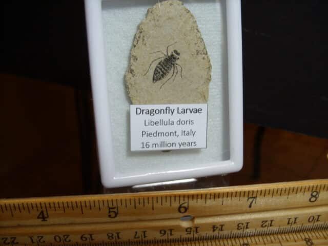 Fossilized  Dragonfly Larvae   (012725n) - Image 2