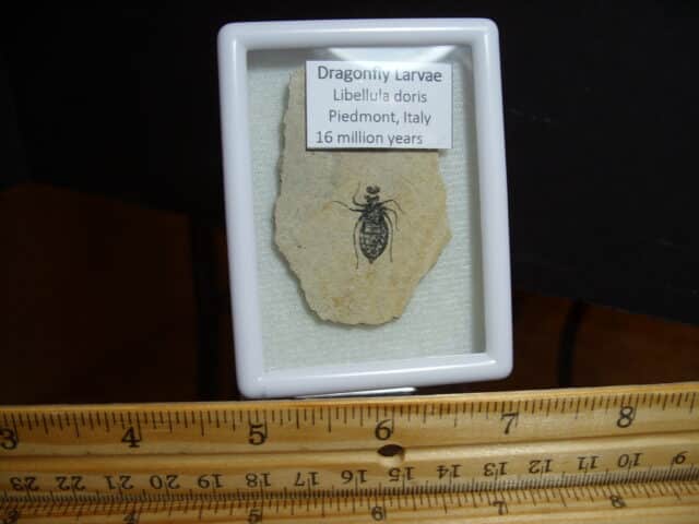 Fossilized  Dragonfly Larvae   (012725m)