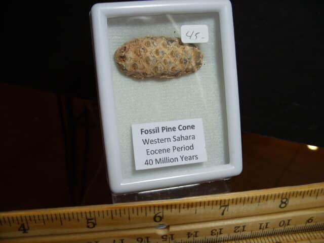 Fossilized  Pararaucaria Cone (012825e)