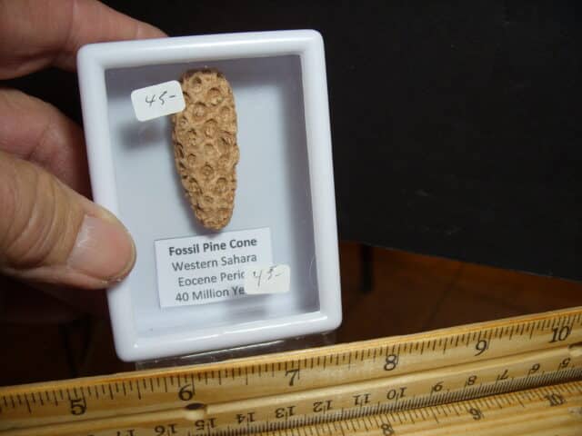 Fossilized  Pararaucaria Cone (012825d)