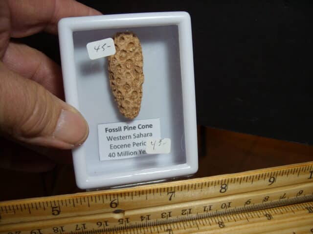 Fossilized  Pararaucaria Cone (012825d) - Image 2