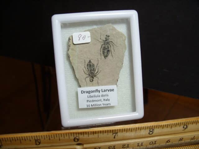 Fossilized  Dragonfly Larvae   (012825c)