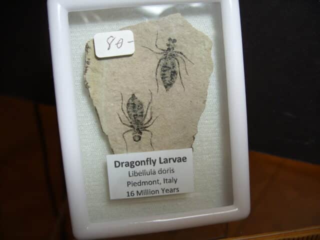 Fossilized  Dragonfly Larvae   (012825c) - Image 3