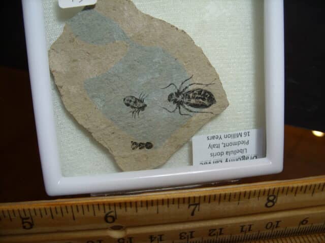 Fossilized  Dragonfly Larvae   (012825a)