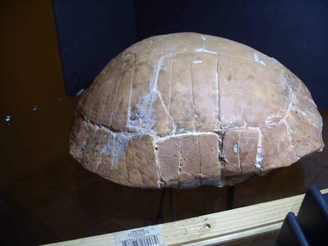 Fossil Tortoise (012825j) - Image 3