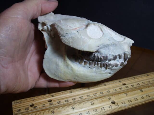 Oreodont Skull (012825n)