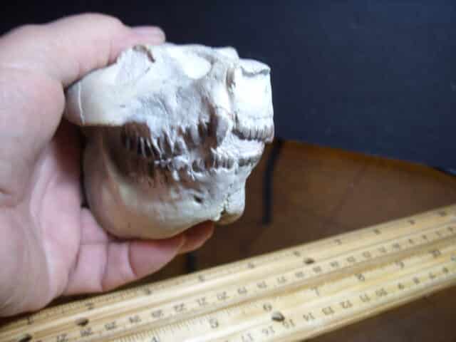 Oreodont Skull (012825n) - Image 2