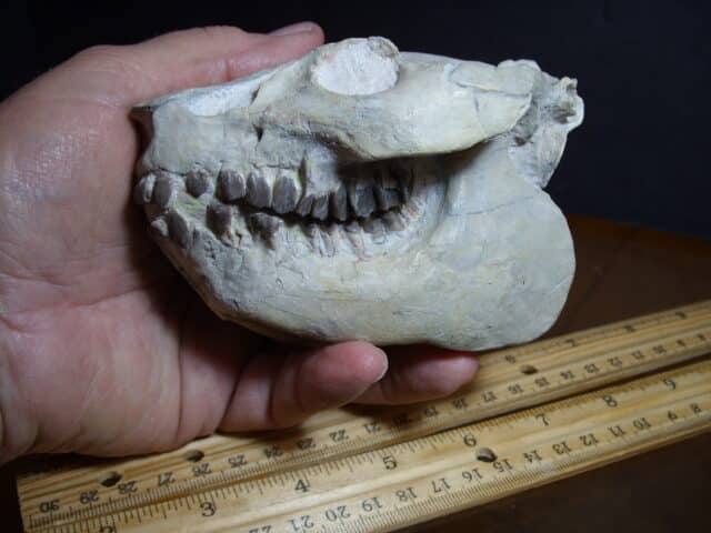 Oreodont Skull (012825n) - Image 3