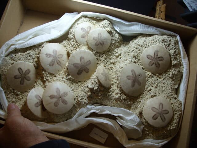 Fossilized Echinoids (Sand-dollars) (012925cc)