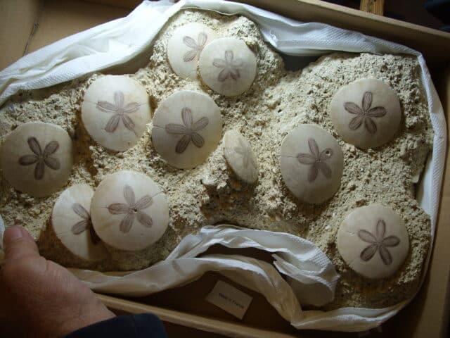 Fossilized Echinoids (Sand-dollars) (012925cc) - Image 2